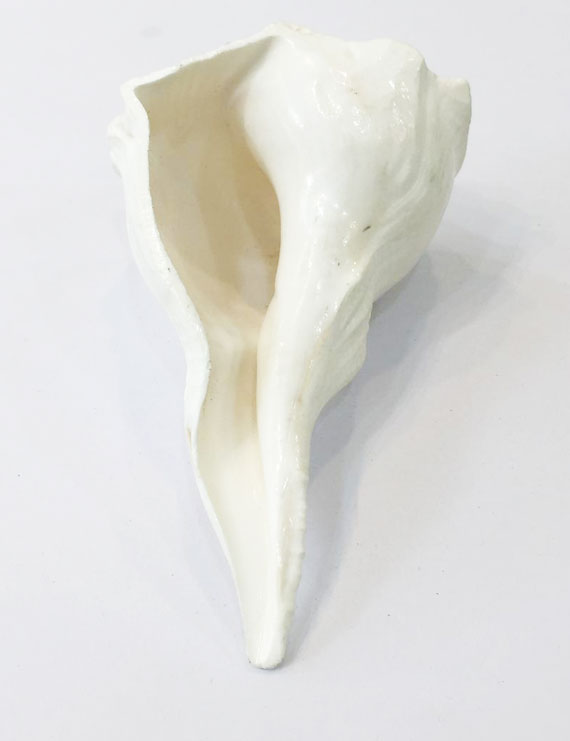 DAKSHINAVARTI SHANKH 5.25" (दक्षिणवर्ती शंख ), VALAMPURI SANGU (CONCH SHELL)